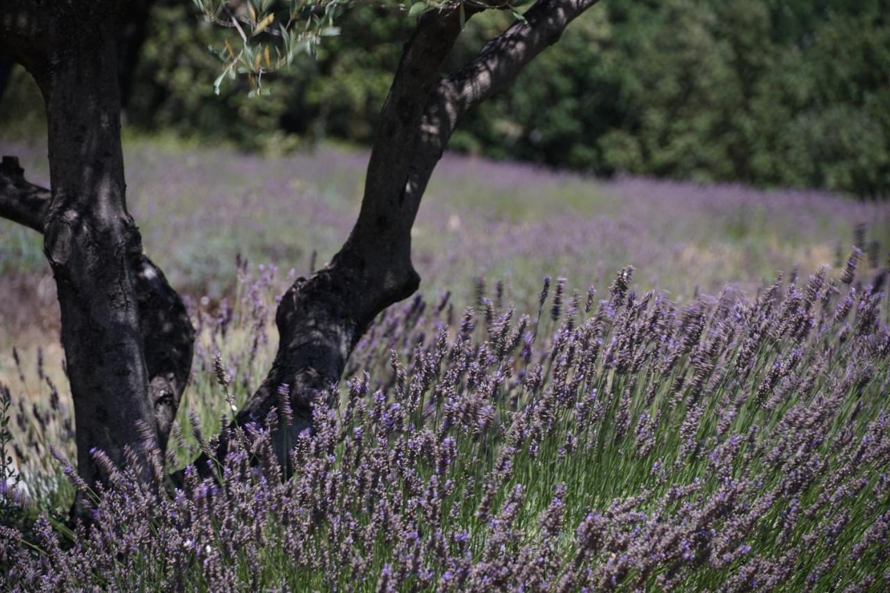Les Nefliers Gite Céreste Exterior foto